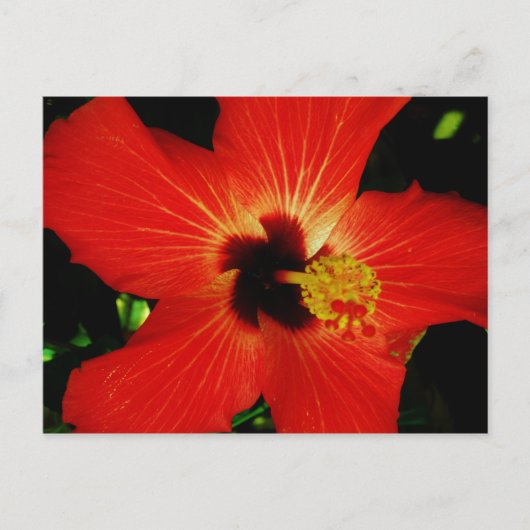 Red Hibiscus Briefkaart (Voorkant)