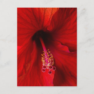 Red Hibiscus Briefkaart