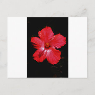 Red Hibiscus Briefkaart