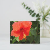 Red Hibiscus, Bucerias Briefkaart (Staand voorkant)