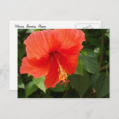 Red Hibiscus, Bucerias Briefkaart (Voorkant / Achterkant)