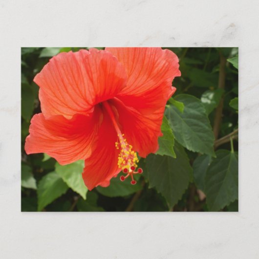 Red Hibiscus, Bucerias Briefkaart (Voorkant)