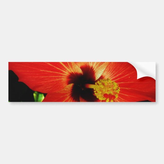 Red Hibiscus Bumpersticker (Voorkant)
