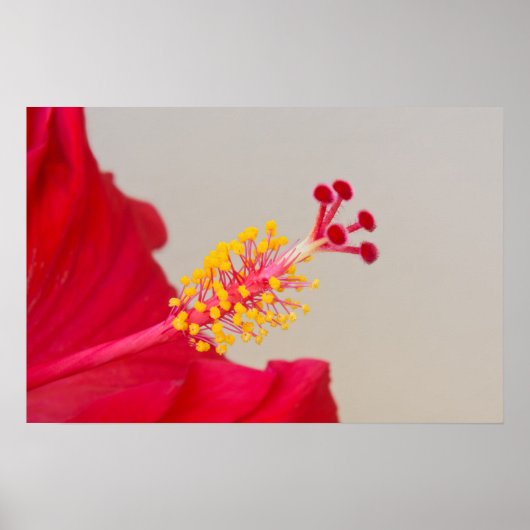 Red Hibiscus Closeup of Pistil and Stamen Poster (Voorkant)