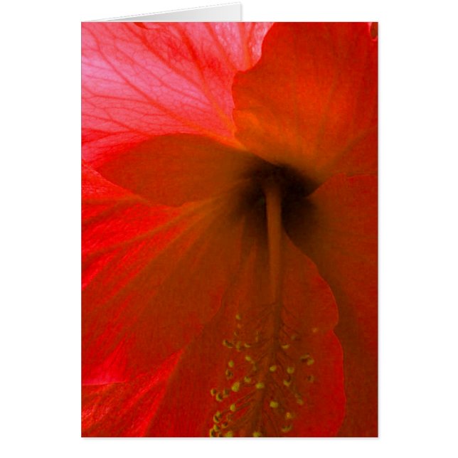 Red Hibiscus Flower (Voorkant)