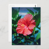 Red Hibiscus Flower Briefkaart (Voorkant / Achterkant)