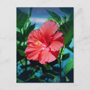 Red Hibiscus Flower Briefkaart