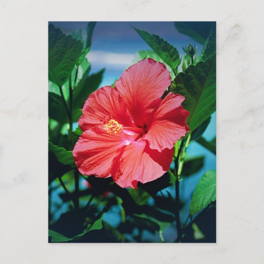 Red Hibiscus Flower Briefkaart (Voorkant)