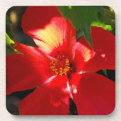 Red Hibiscus Flower in Sunlight Bier Onderzetter (Voorkant)