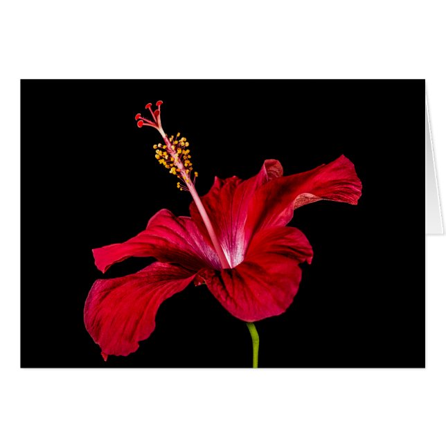 Red Hibiscus Flower Side Uitzicht (Voorkant Horizontaal)