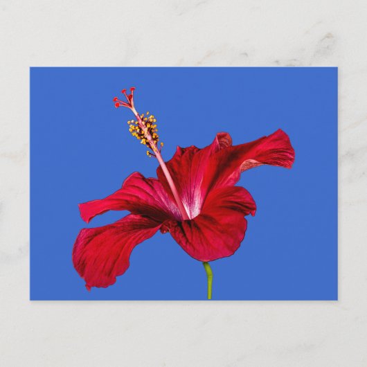 Red Hibiscus Flower Side Uitzicht Briefkaart (Voorkant)