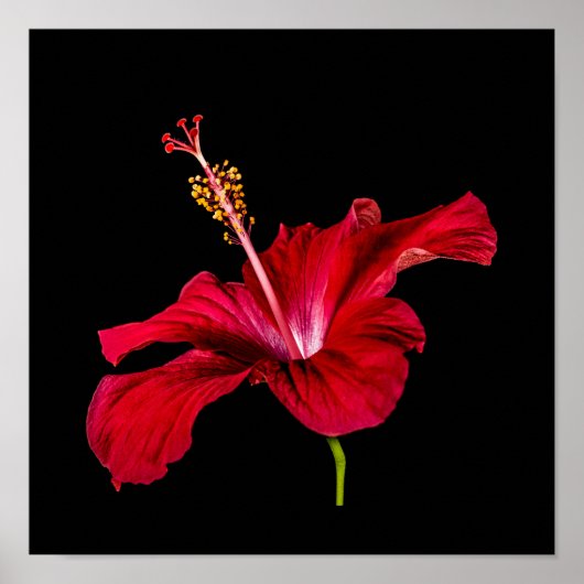 Red Hibiscus Flower Side Uitzicht Small Poster (Voorkant)