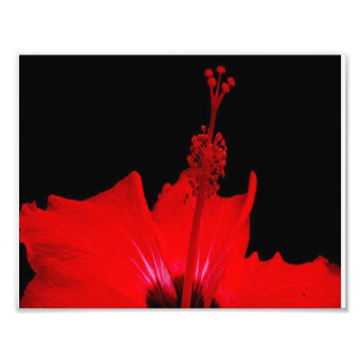 Red Hibiscus Foto Afdruk (Voorkant)