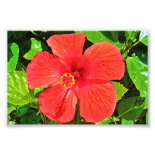 Red Hibiscus - Foto afdrukken Afdruk