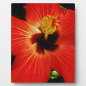 Red Hibiscus Fotoplaat (Voorkant)