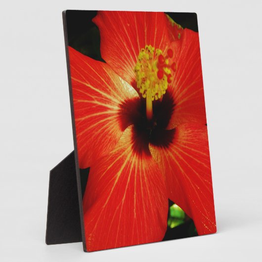 Red Hibiscus Fotoplaat (Zijkant)