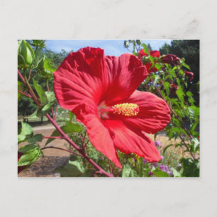 Red Hibiscus Macro Briefkaart