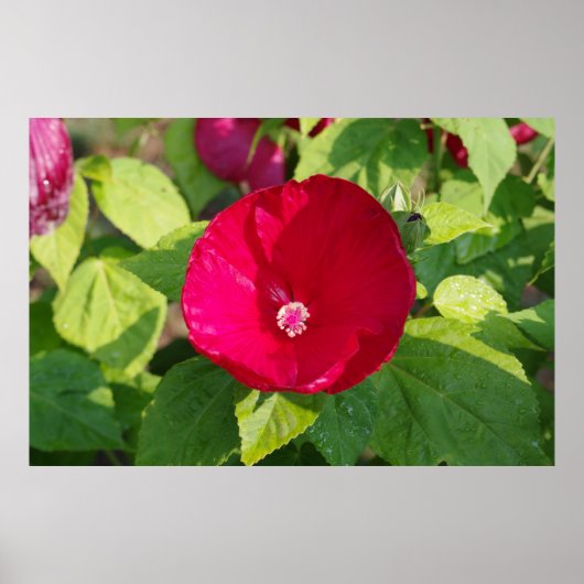 Red Hibiscus Poster (Voorkant)