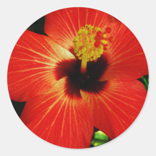 Red Hibiscus Ronde Sticker