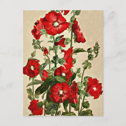 Red Hollyhocks Briefkaart (Voorkant)