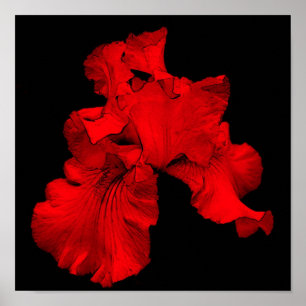 Red Hot-Bearded Iris-ventilator Poster