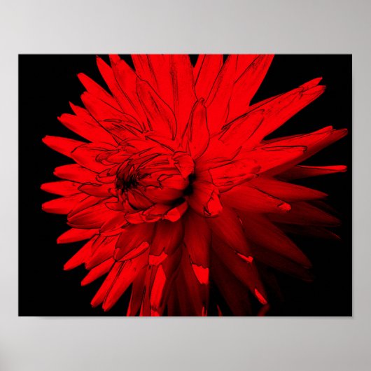 Red Hot Dahlia Flower Poster (Voorkant)
