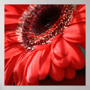 Red Hot Gerbera Poster