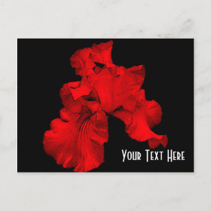 Red Hot Iris Floral  Briefkaart