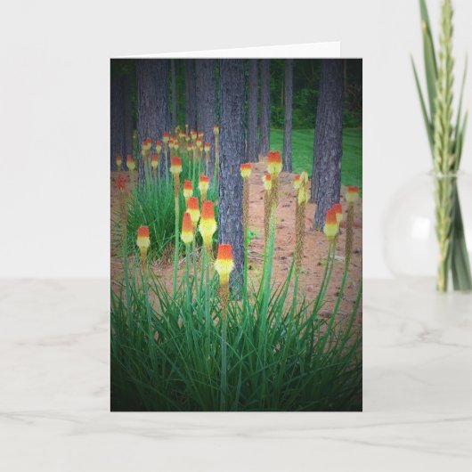 Red Hot Pokers, carte (Devant)