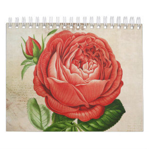  Red Hybrid Perpetual, Paul Neyron Roos Kalender