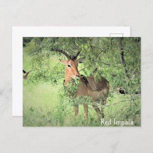 Red Impala Africa Briefkaart