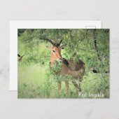 Red Impala Africa Briefkaart (Voorkant / Achterkant)