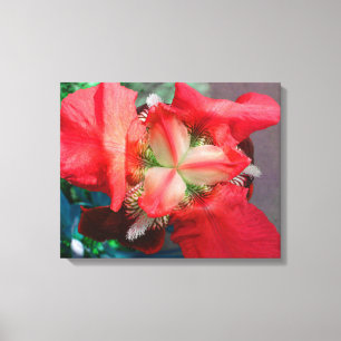 Red Iris Canvas Afdruk