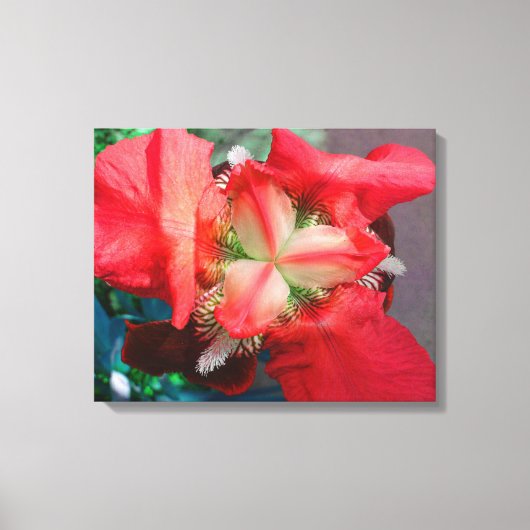 Red Iris Canvas Afdruk (Voorkant)