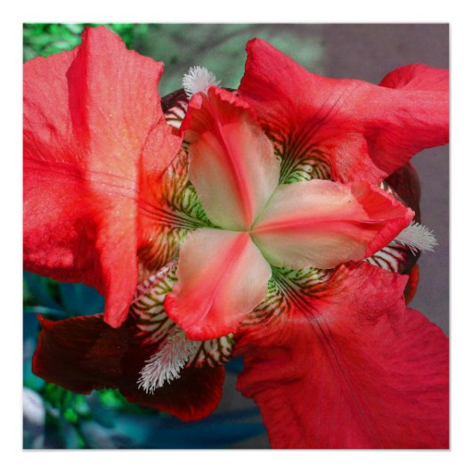 Red Iris Flower Perfect Poster (Voorkant)