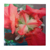 Red Iris Tile Tegeltje (Voorkant)