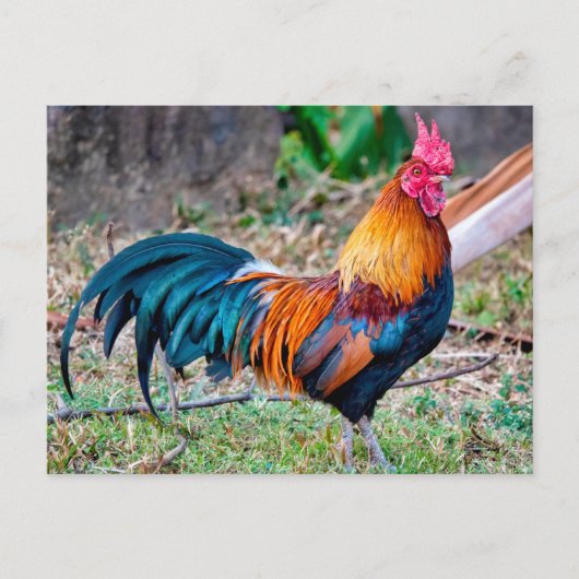 Red junglefowl briefkaart (Voorkant)