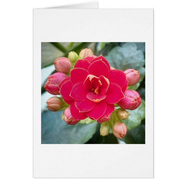 Red Kalanchoe Flower (Voorkant)