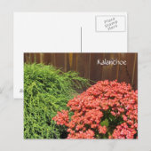 Red Kalanchoe Flowers Briefkaart (Voorkant / Achterkant)