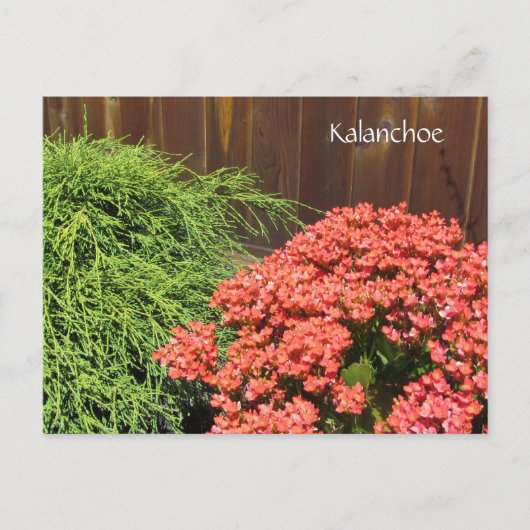 Red Kalanchoe Flowers Briefkaart (Voorkant)