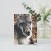 Red Kangaroo Briefkaart (Staand voorkant)