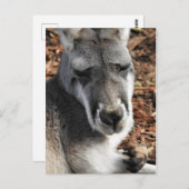 Red Kangaroo Briefkaart (Voorkant / Achterkant)