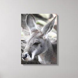 Red Kangaroo Canvas Afdruk