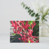 Red Kangaroo Paw Briefkaart (Staand voorkant)