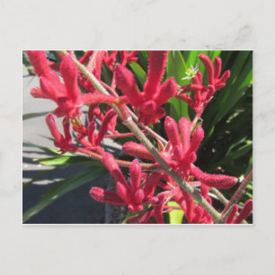 Red Kangaroo Paw Briefkaart