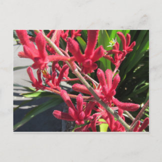 Red Kangaroo Paw Briefkaart