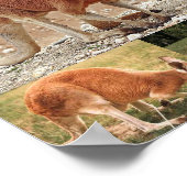 Red Kangaroo Poster (Hoek)