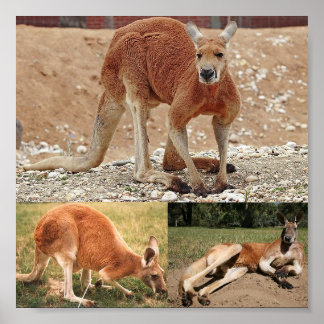 Red Kangaroo Poster