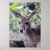 Red Kangaroo Poster (Voorkant)