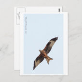 Red Kite in Sky Briefkaart (Voorkant / Achterkant)